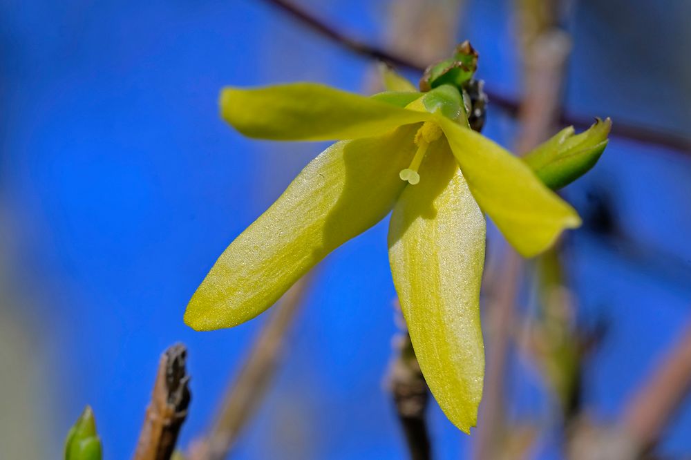 Forsythie (Goldflieder oder Goldglöckchen)