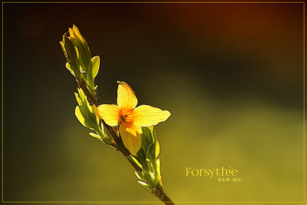 FORSYTHIE IM ABENDLICHT