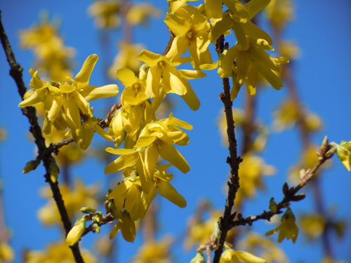 Forsythie im Frühjahr 2011.