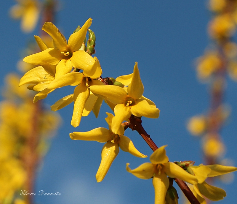 Forsythie und blauer Himmel