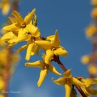 Forsythie und blauer Himmel