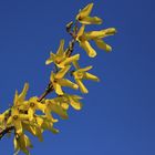 Forsythie vor blauem Himmel