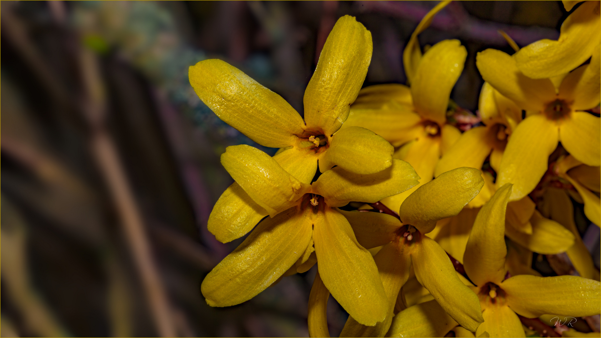 ~ Forsythien ~