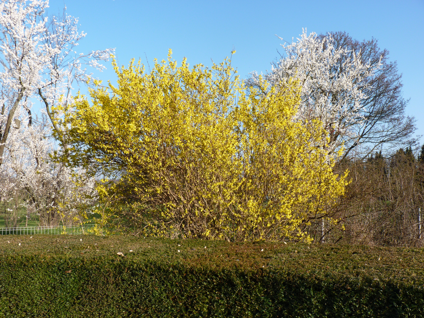 Forsythien