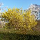 Forsythien