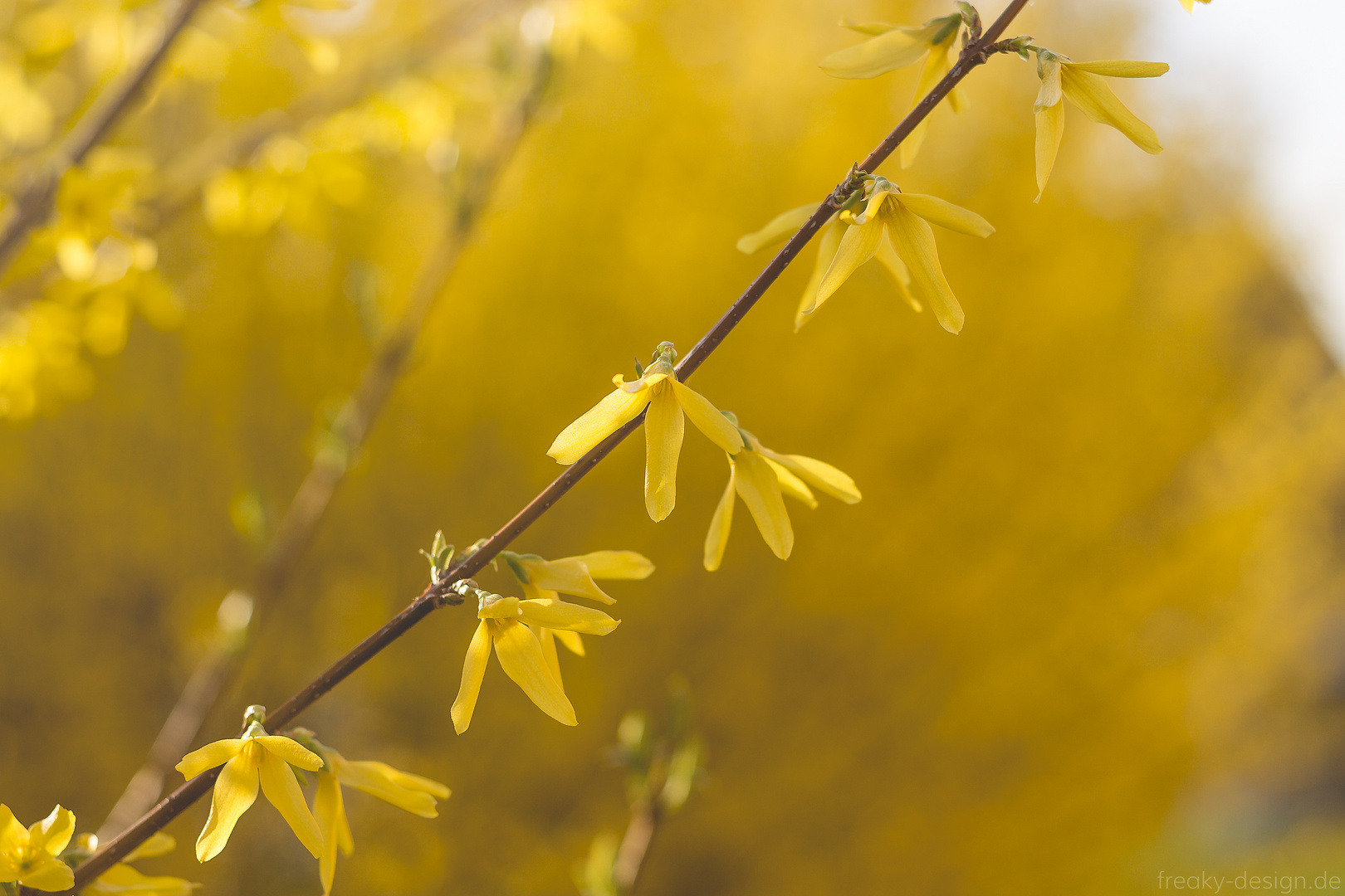 Forsythien