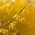 Forsythien