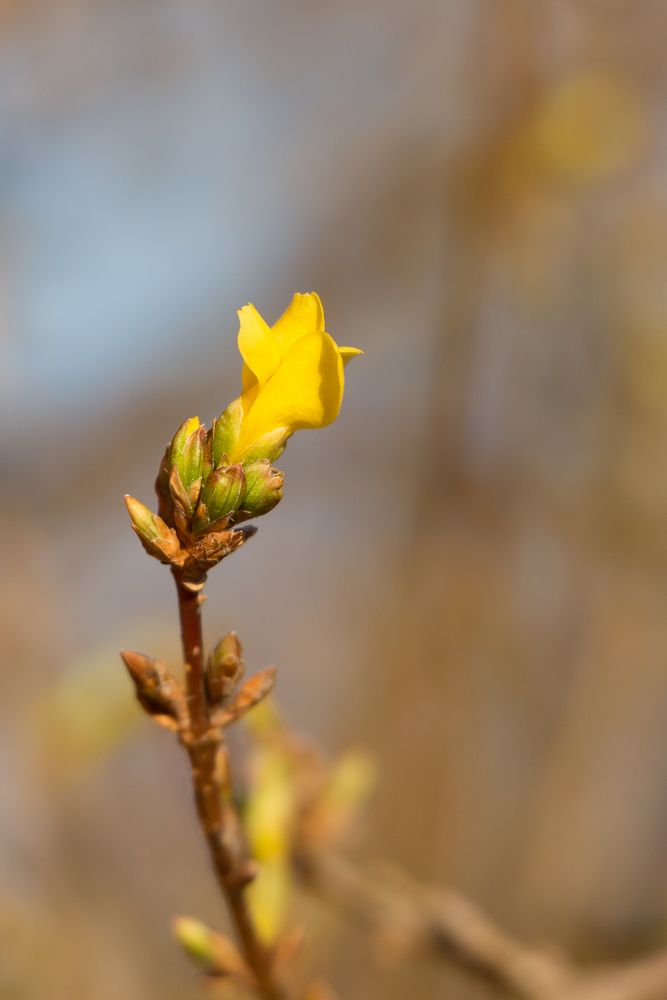 Forsythien 2013