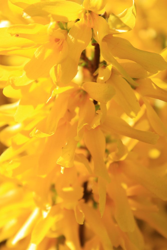 forsythien