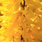 forsythien