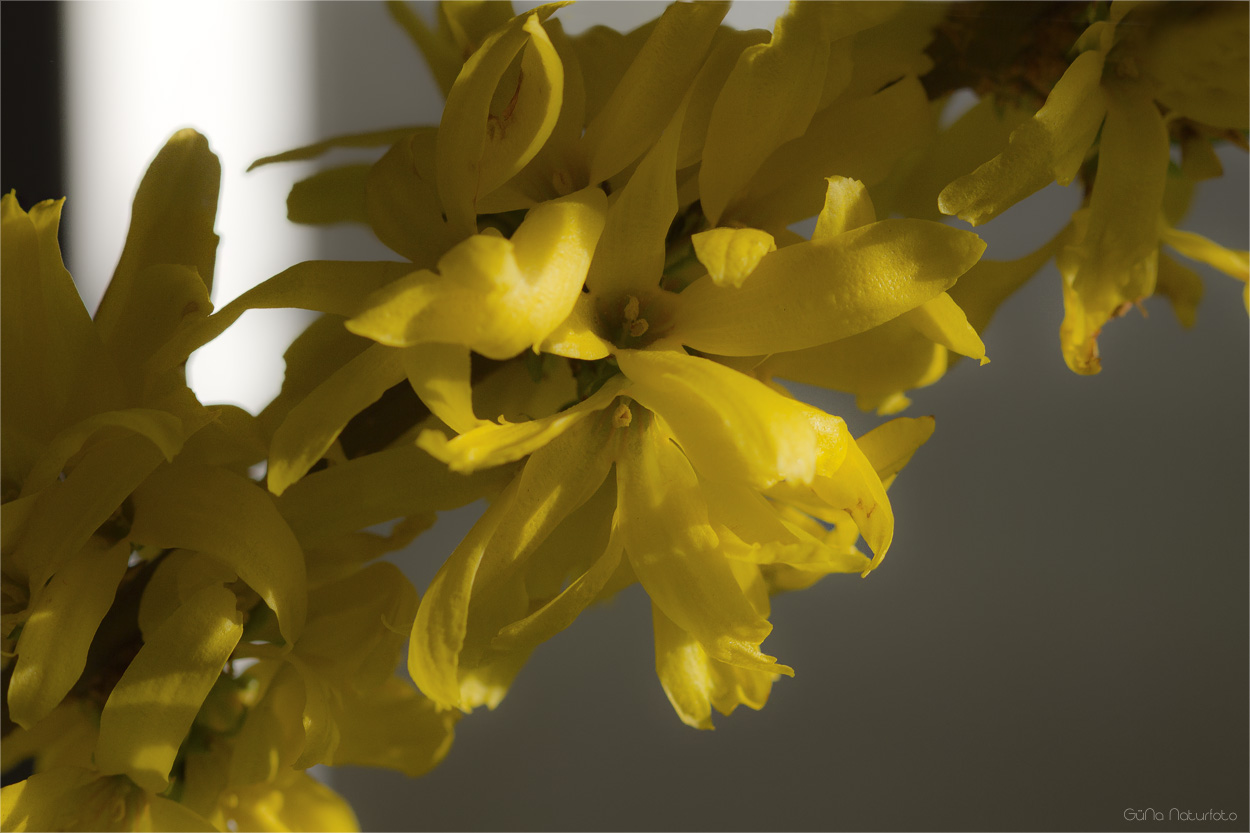 Forsythien