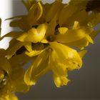 Forsythien