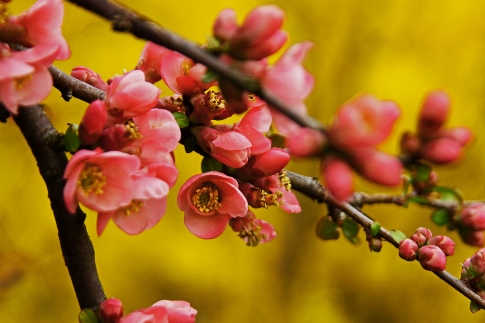 Forsythien...