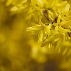 Forsythien