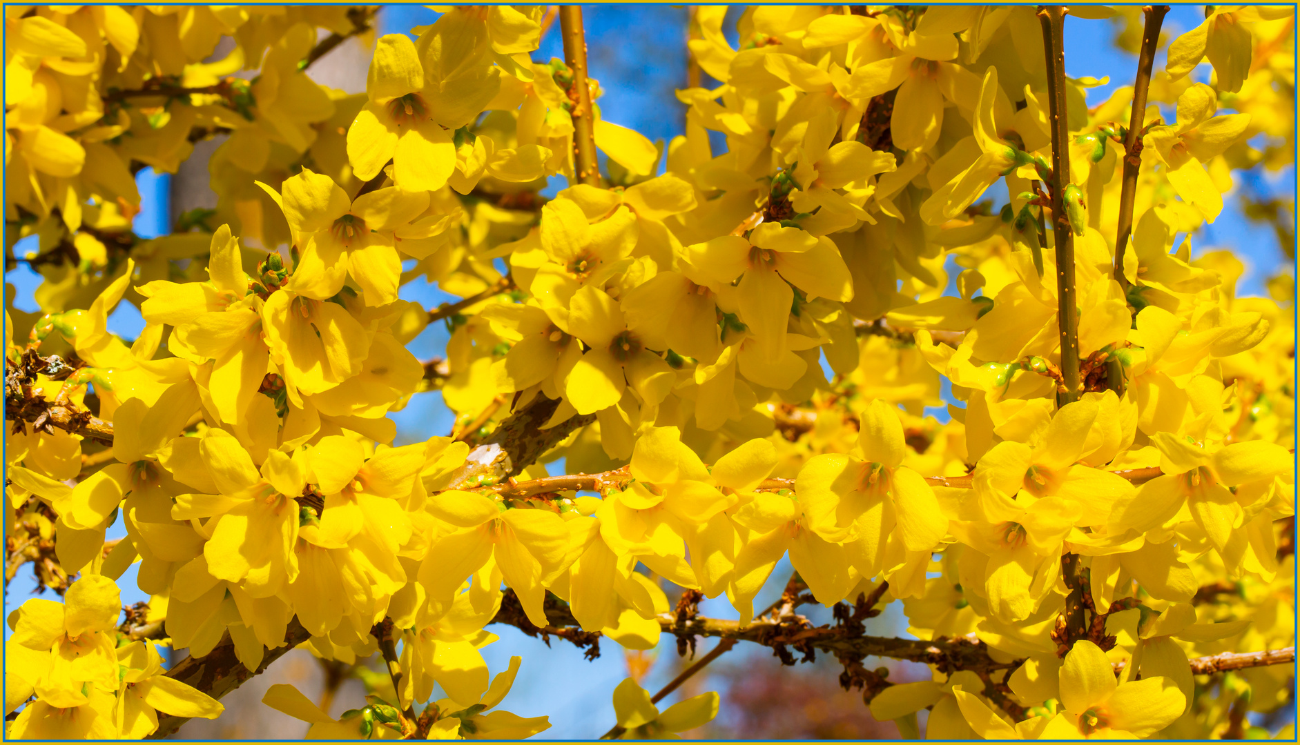 Forsythien