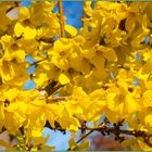 Forsythien