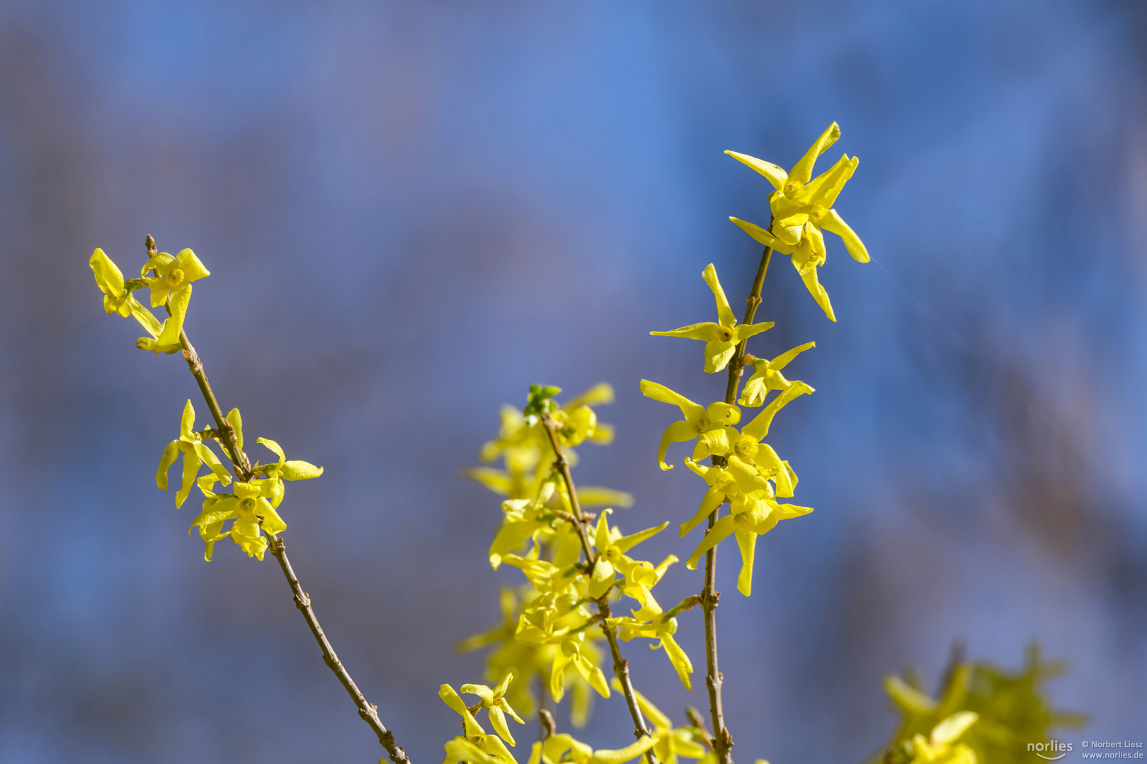 Forsythien