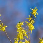 Forsythien