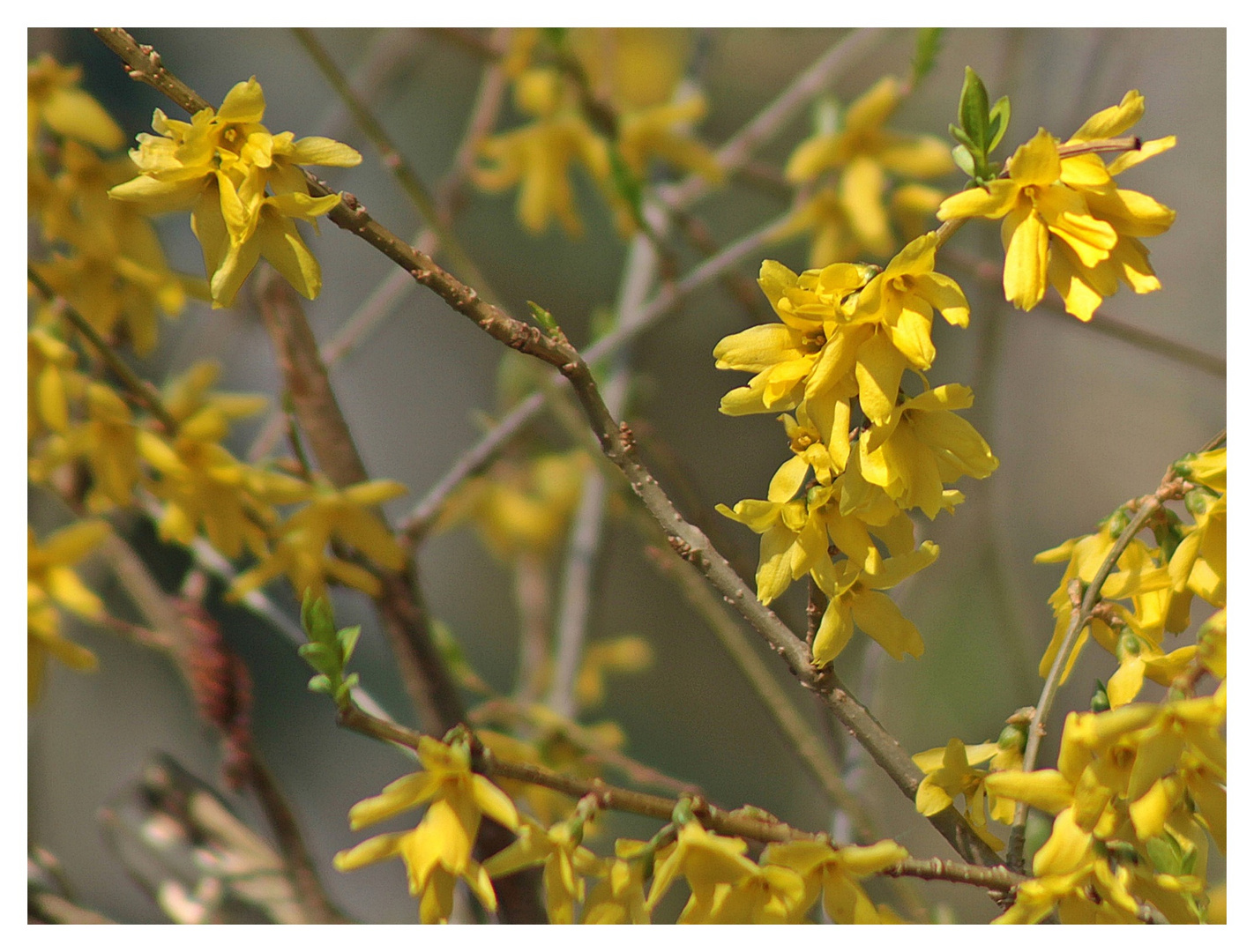 Forsythien 