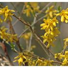 Forsythien 