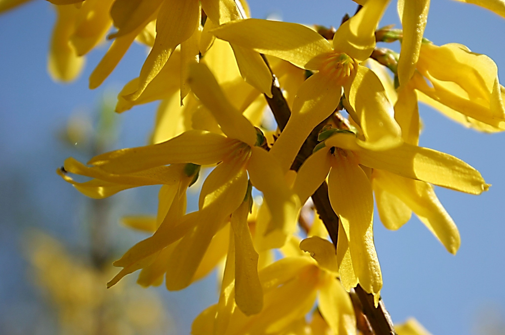 Forsythien