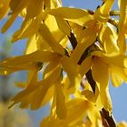 Forsythien