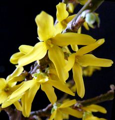 Forsythien