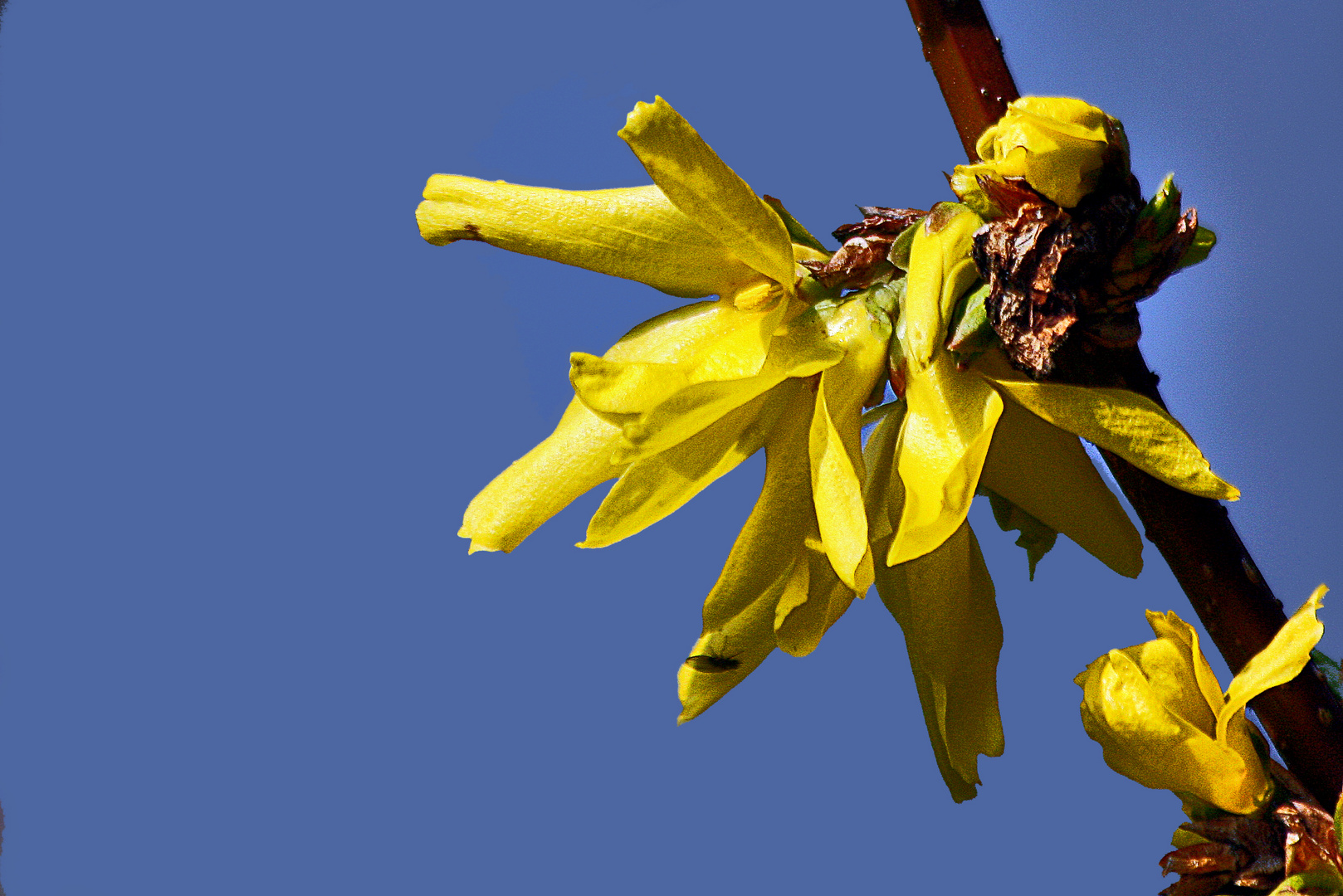 Forsythien.....