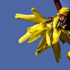 Forsythien.....