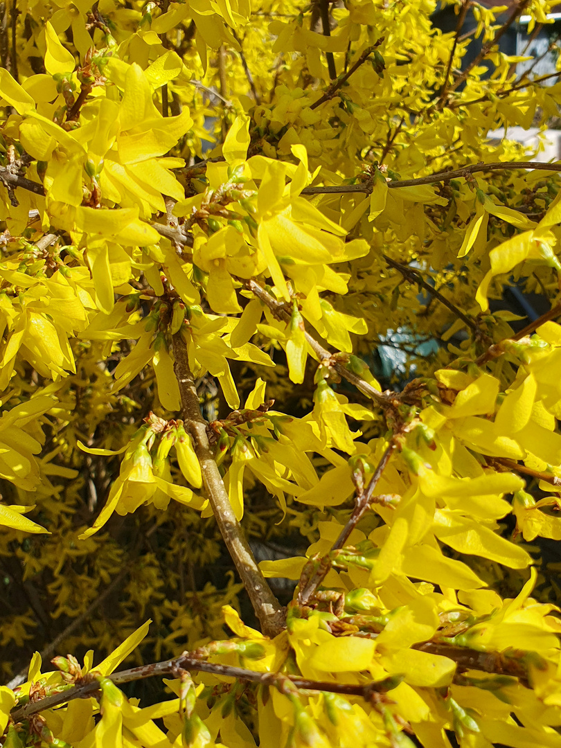   Forsythien  