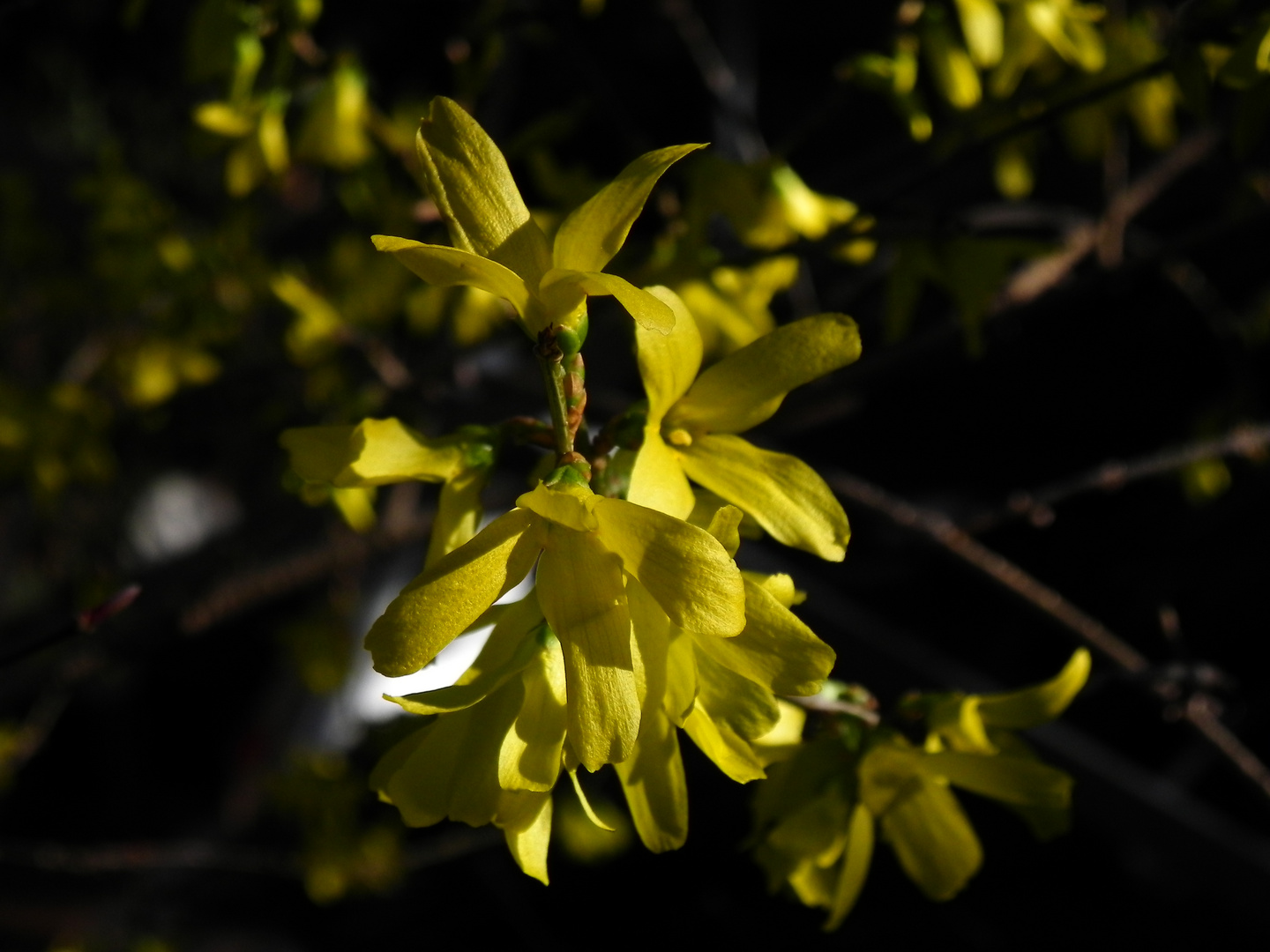 Forsythien