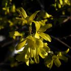 Forsythien