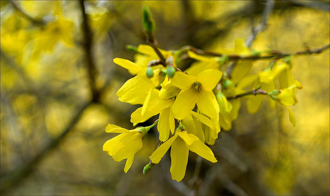 ~~Forsythien ~~