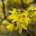 ~~Forsythien ~~