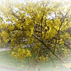 Forsythien