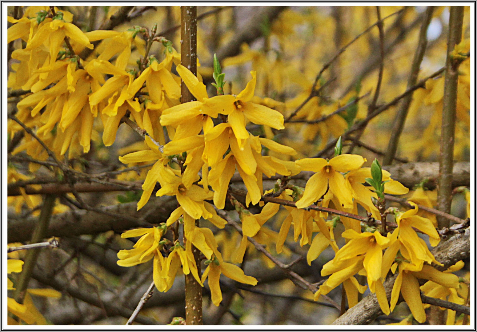 Forsythien 