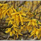 Forsythien 