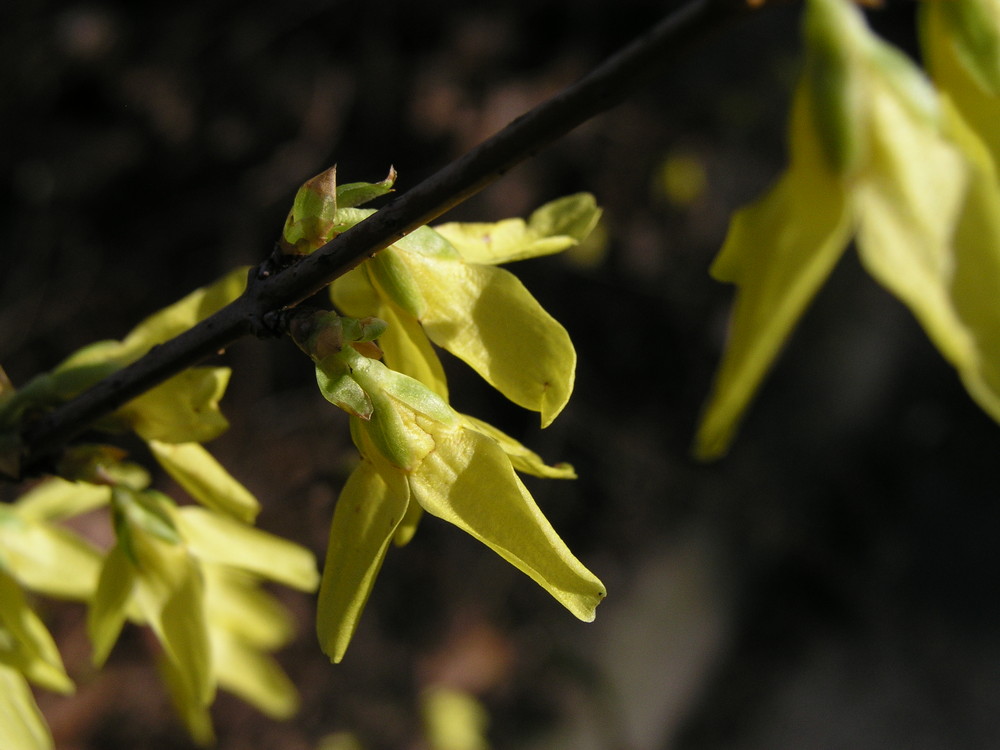 Forsythien