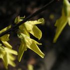 Forsythien