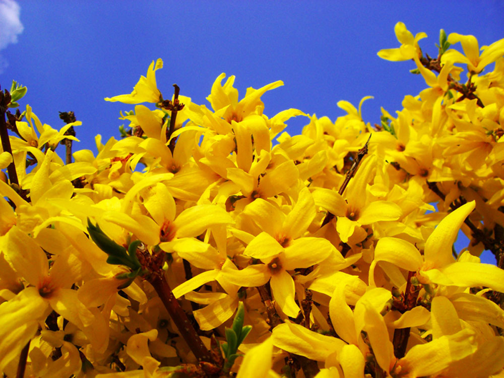 Forsythien