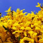 Forsythien