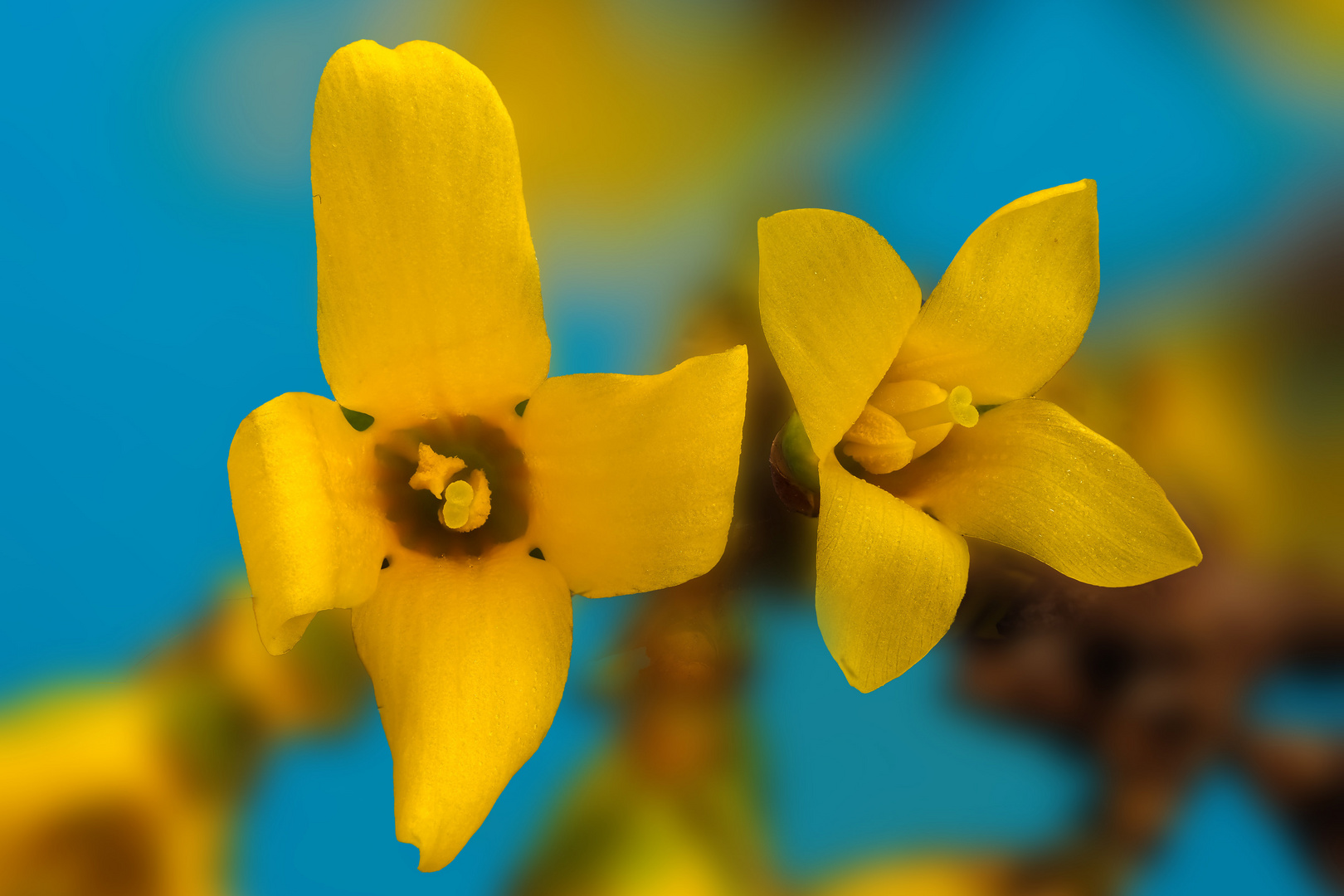 Forsythien