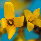 Forsythien