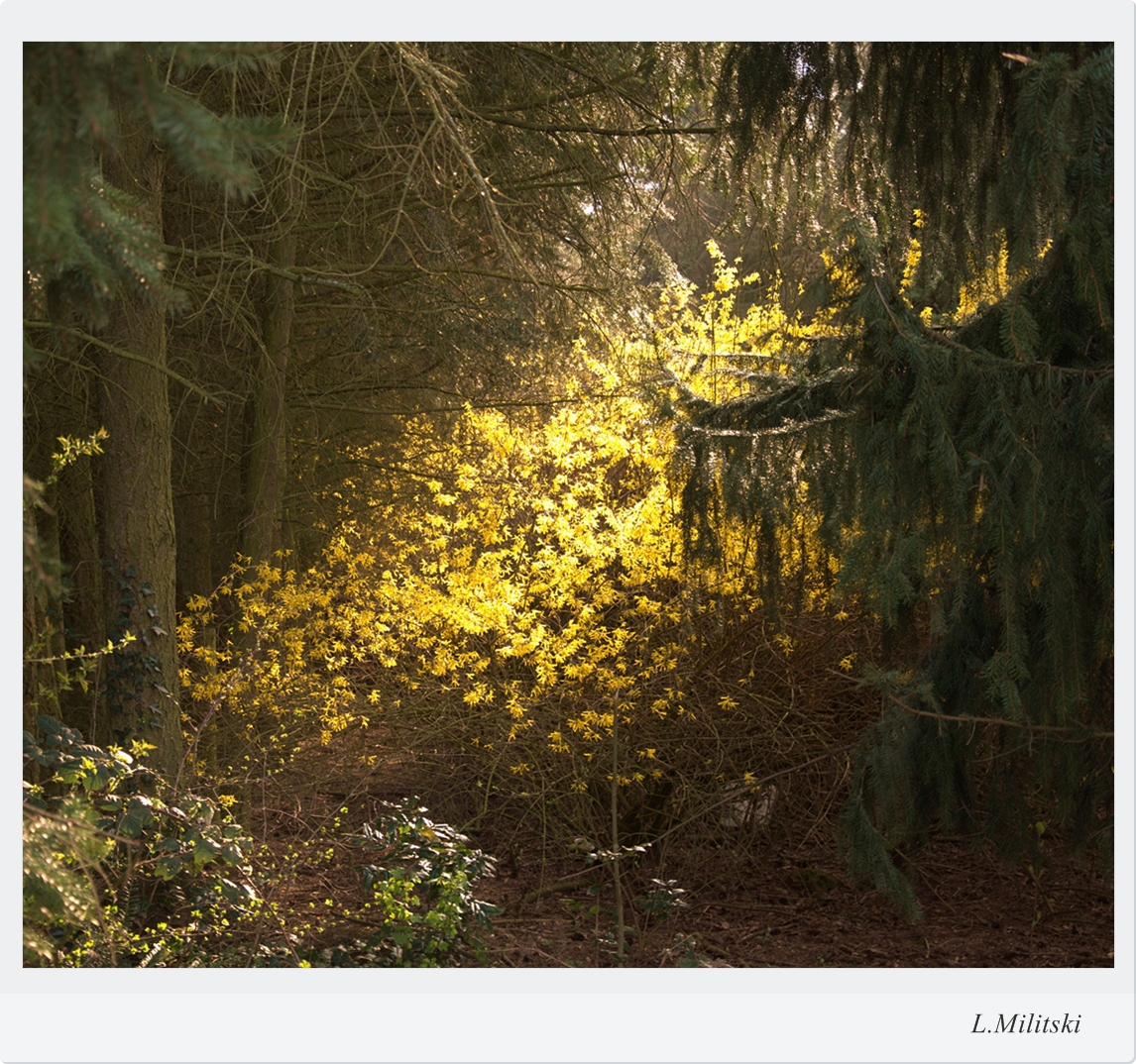 Forsythien