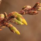 Forsythien