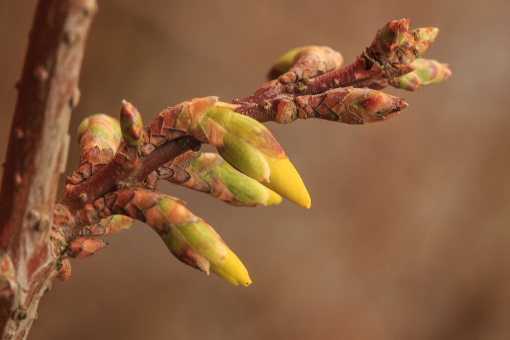 Forsythien