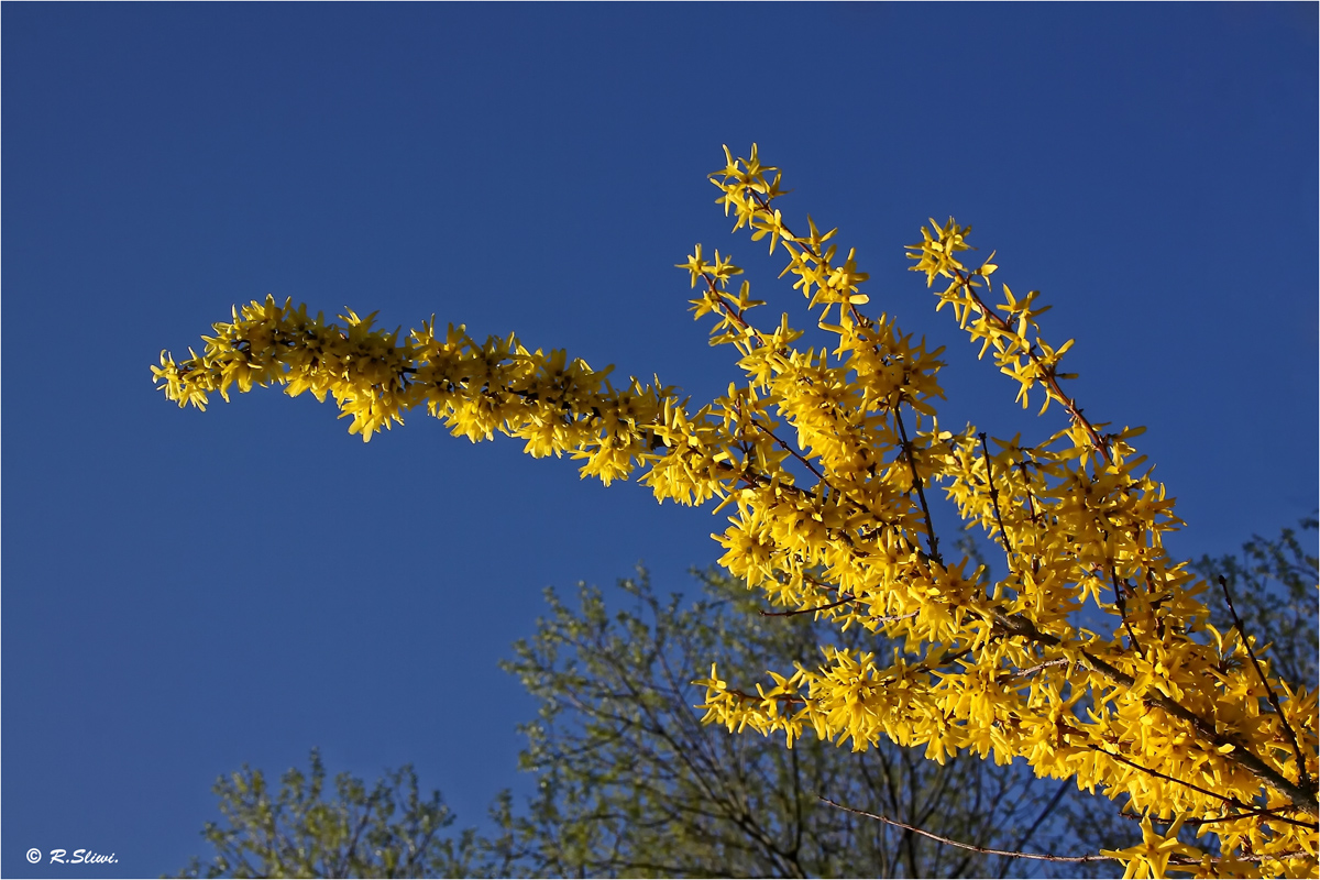 Forsythien