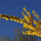 Forsythien