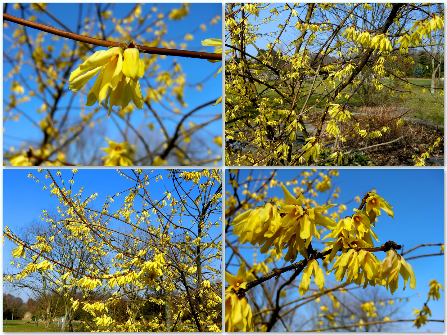 Forsythien