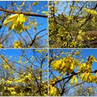 Forsythien